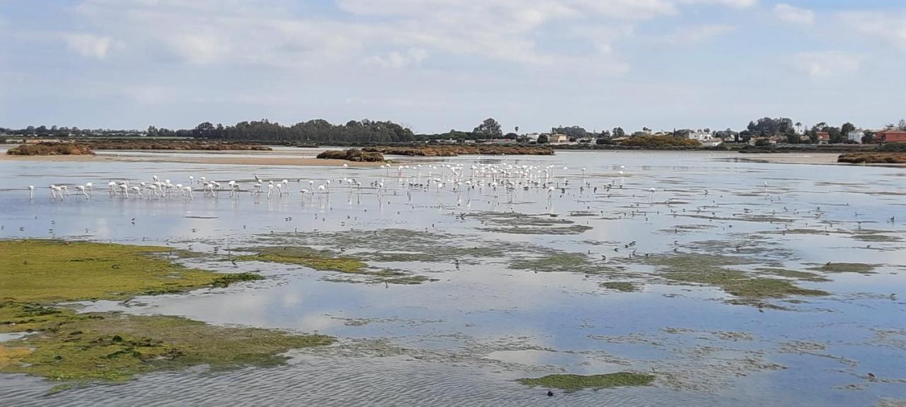 Villa Sancti Petri Chiclana de la Frontera Kültér fotó